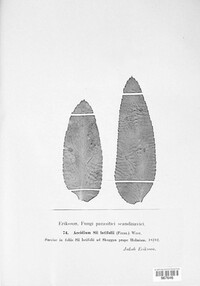Aecidium sii-latifolii image